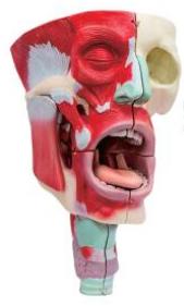 鼻、口、咽喉腔分解模型